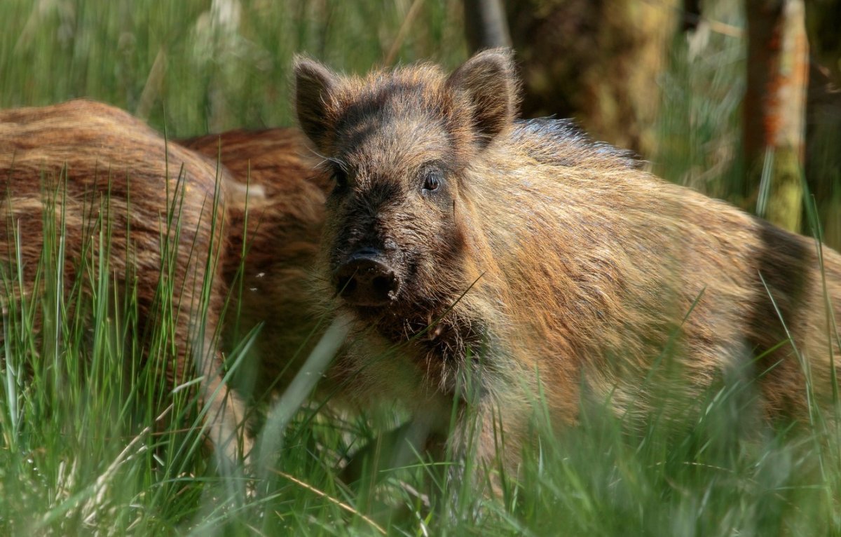 Кабан в Белгородской области
