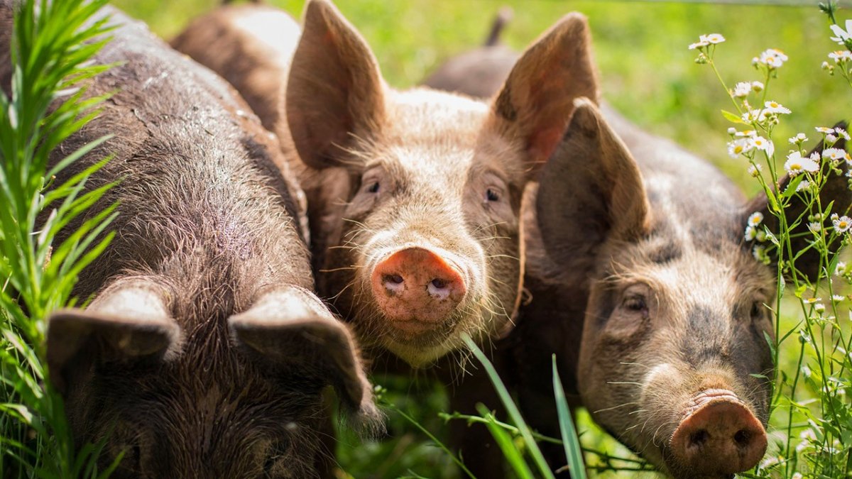 Морда свиньи