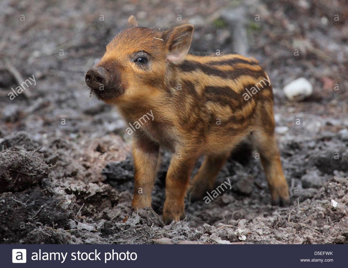 Дикие кабанчики полосатые