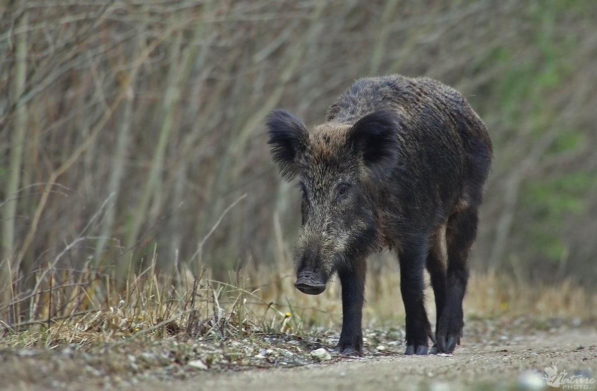 Кабан (sus scrofa)