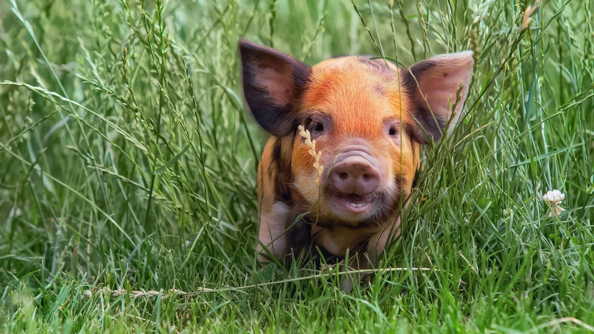 Домашняя свинья