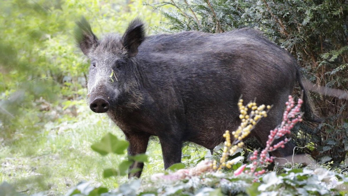 Кабан в Курганской области