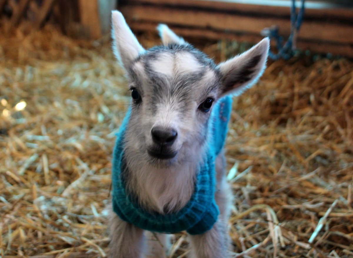 Маленькая козочка