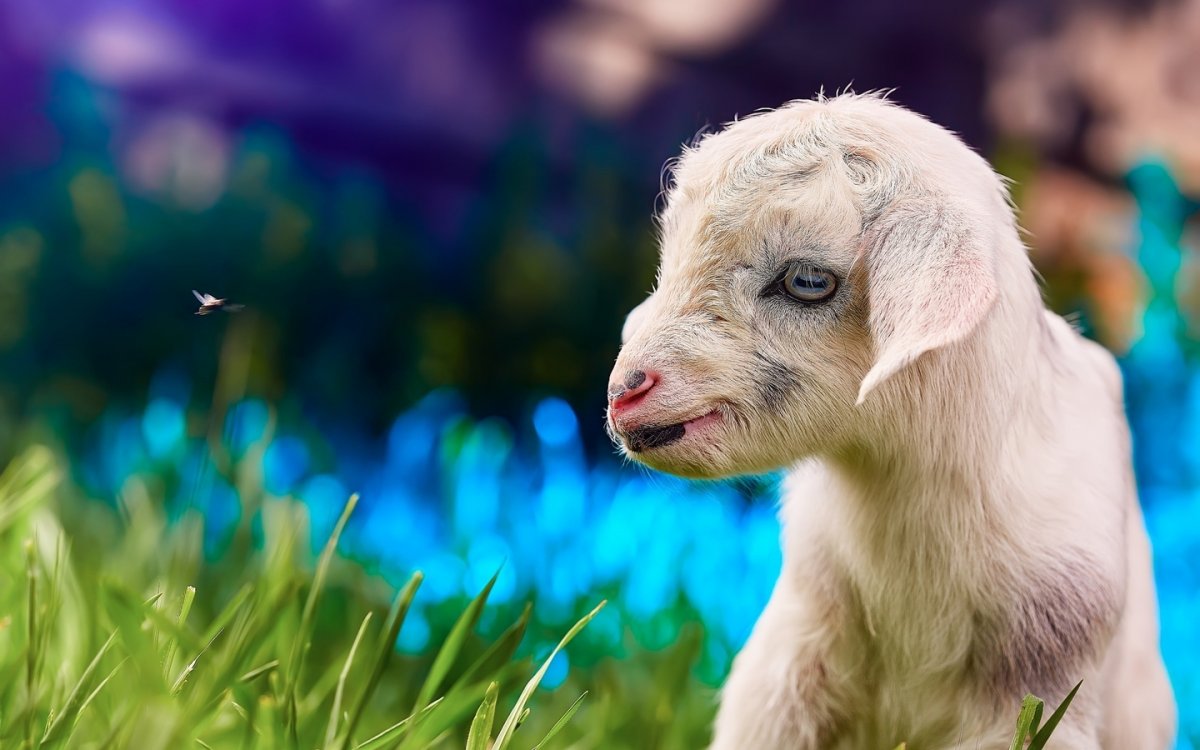 Гордая Овечка