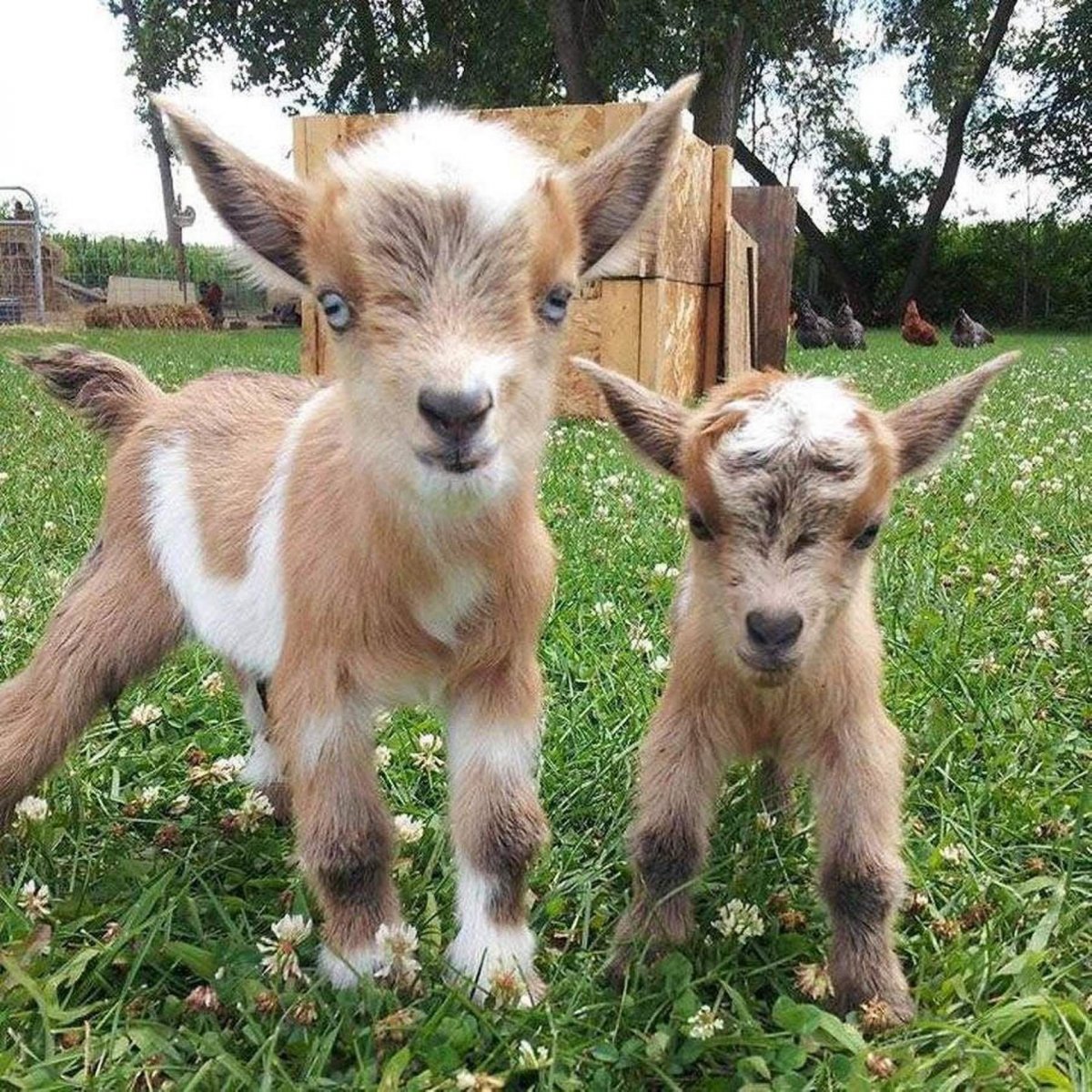 Маленькие козлята