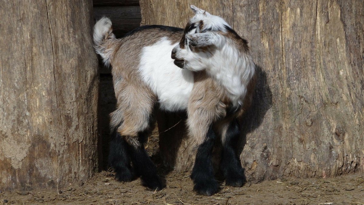 Большая и малая коза