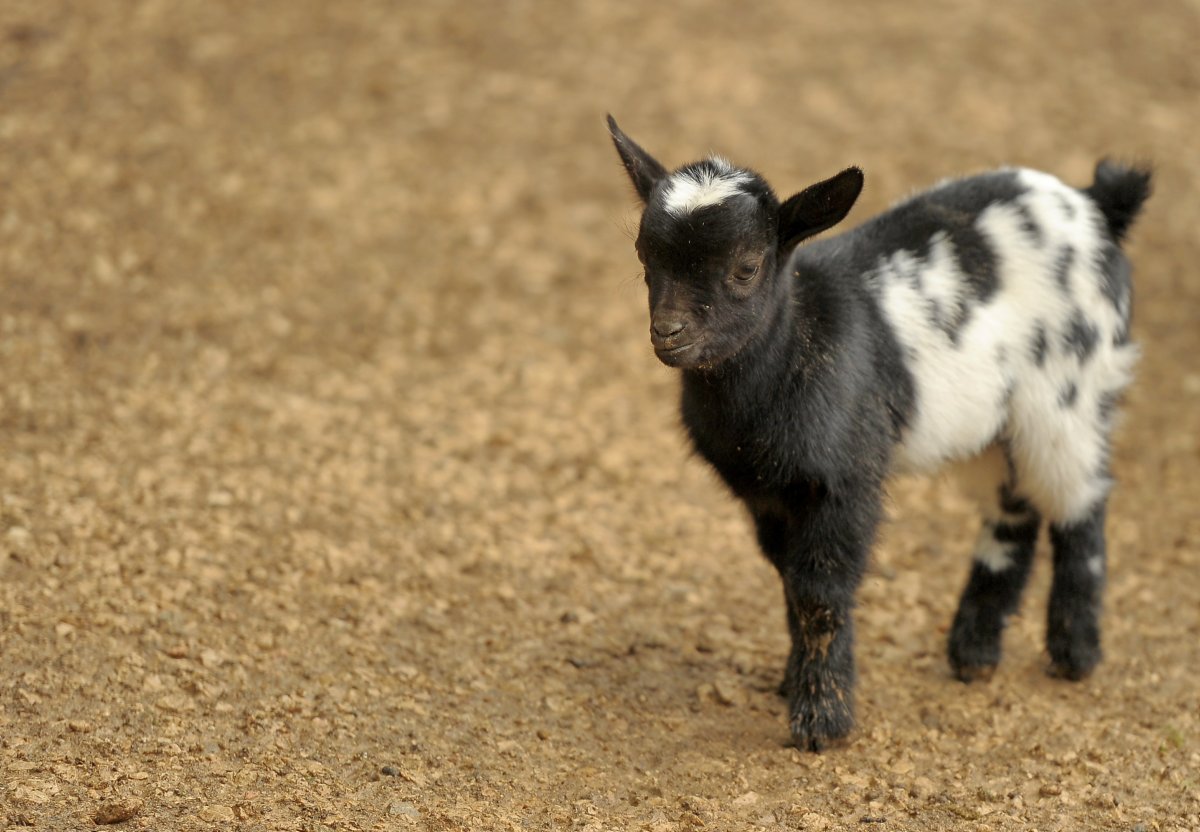 Ягненок с рожками