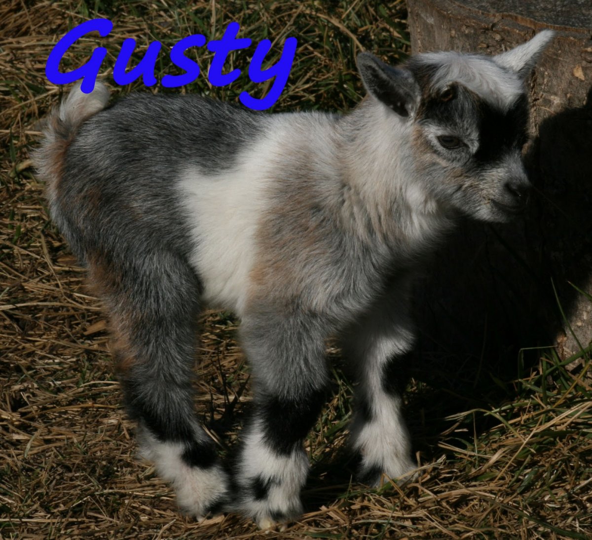 Канадские козлята