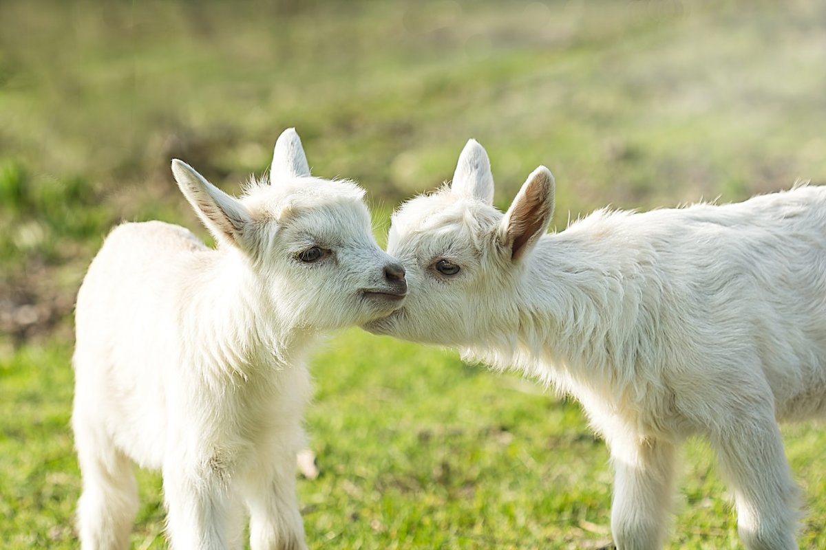 Козлята фото