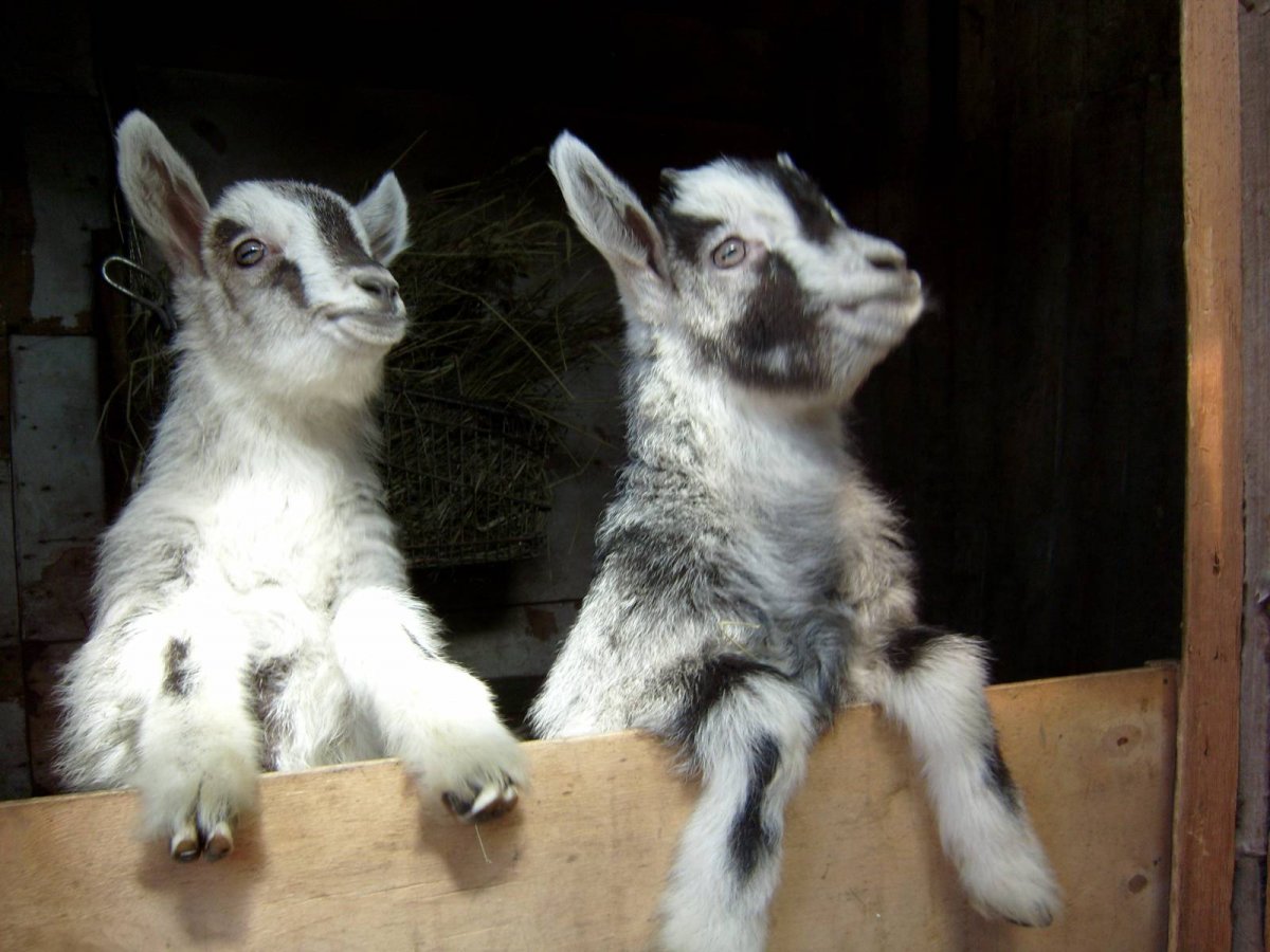 Банда козлята