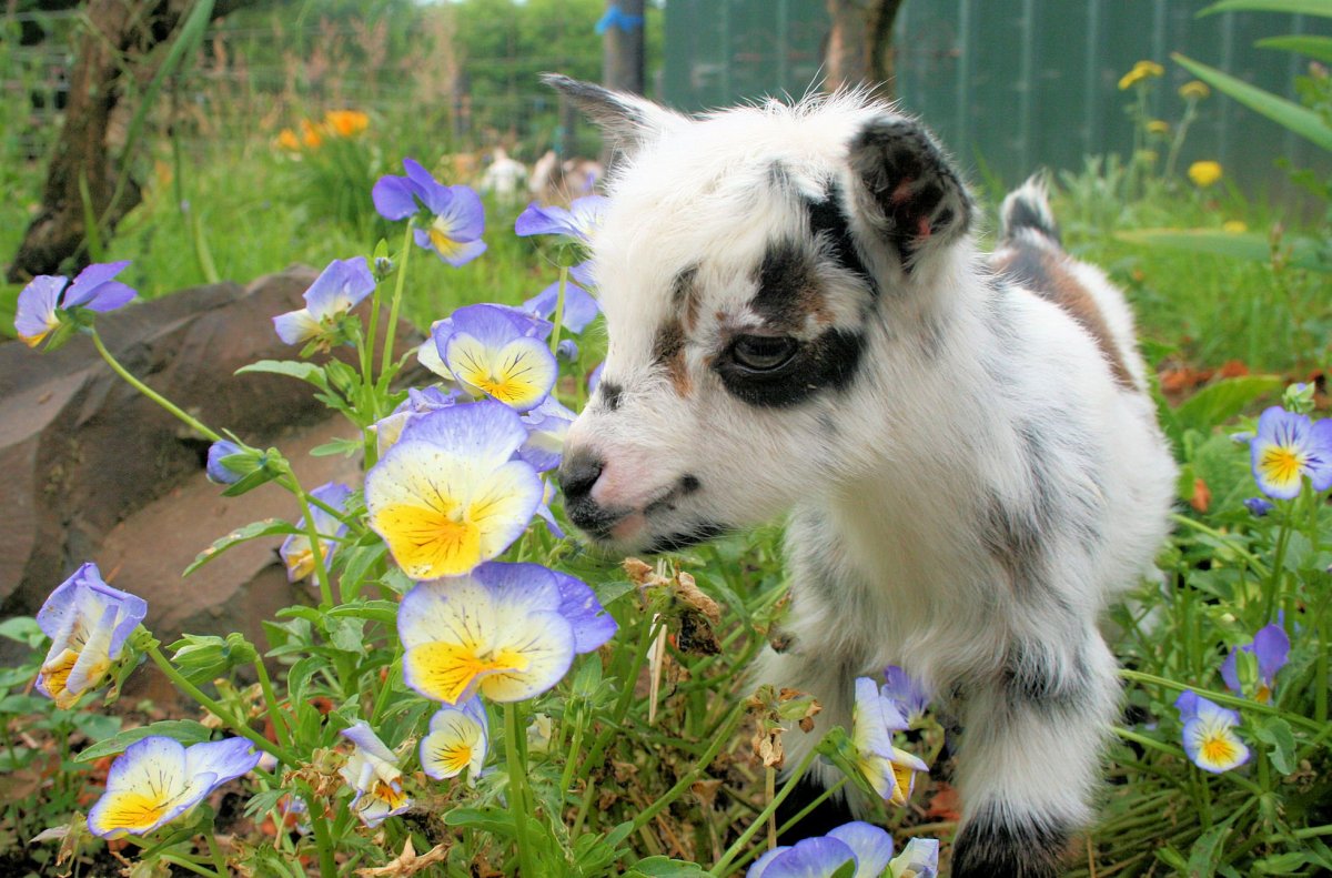 Козленок в цветах