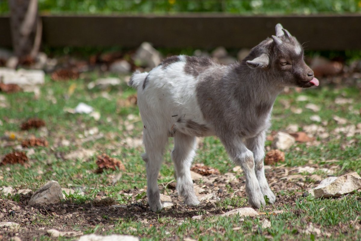 Козлик (мини)