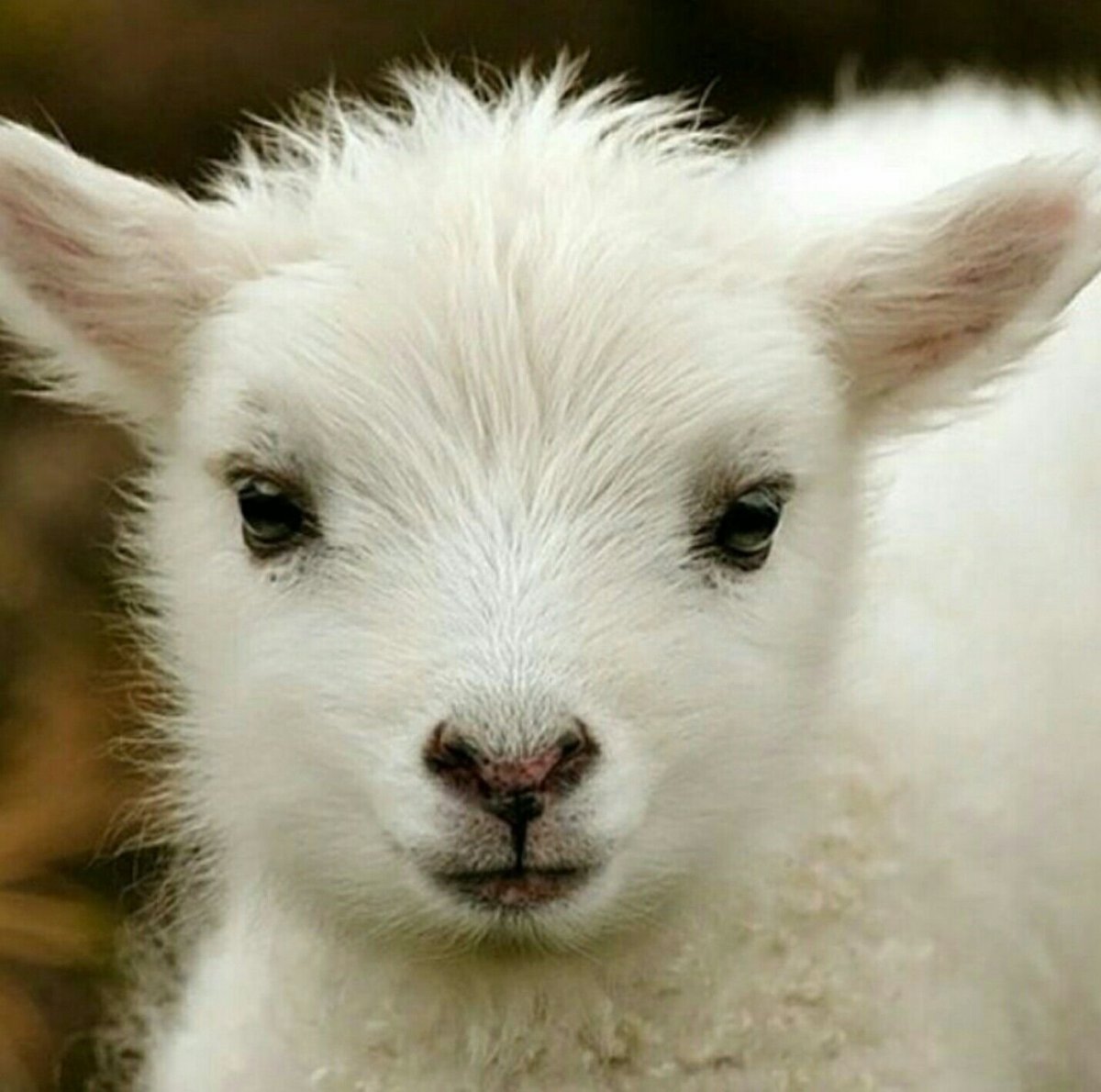 Пушистые козлята