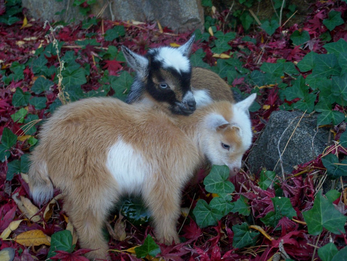 Камерунские козы