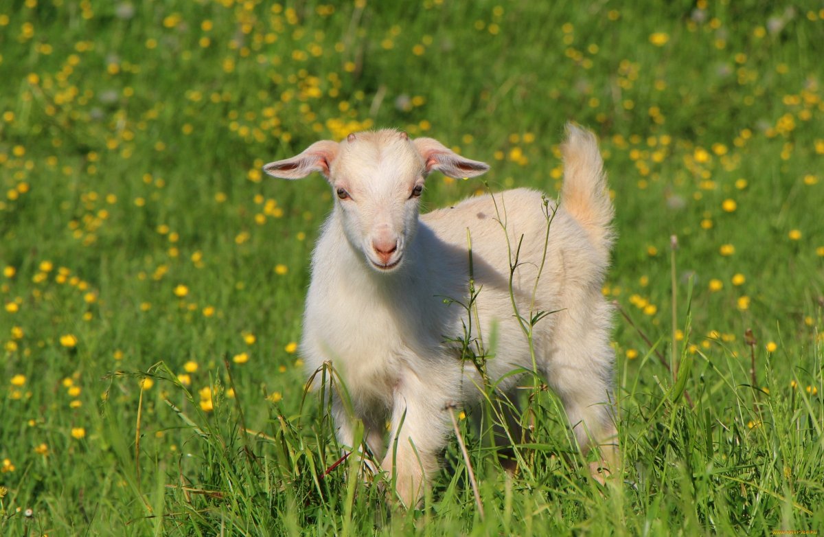 Маленькие козлята