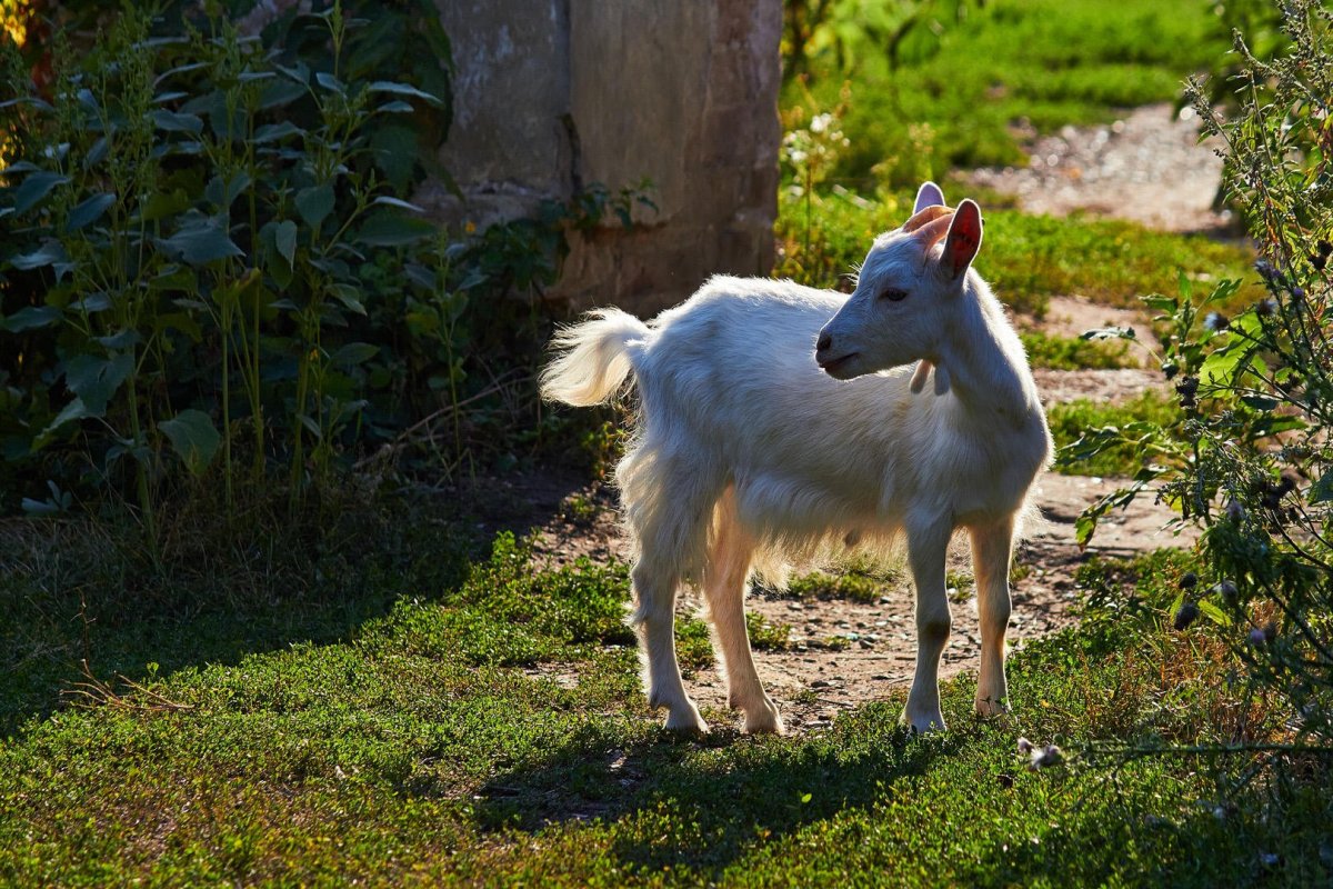 Маленькие козлята