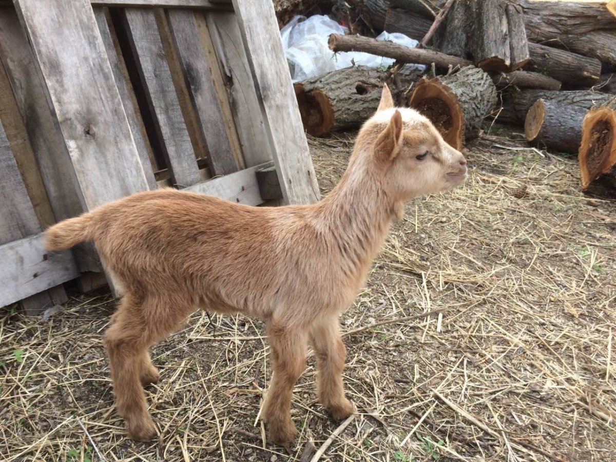 Козлята фото