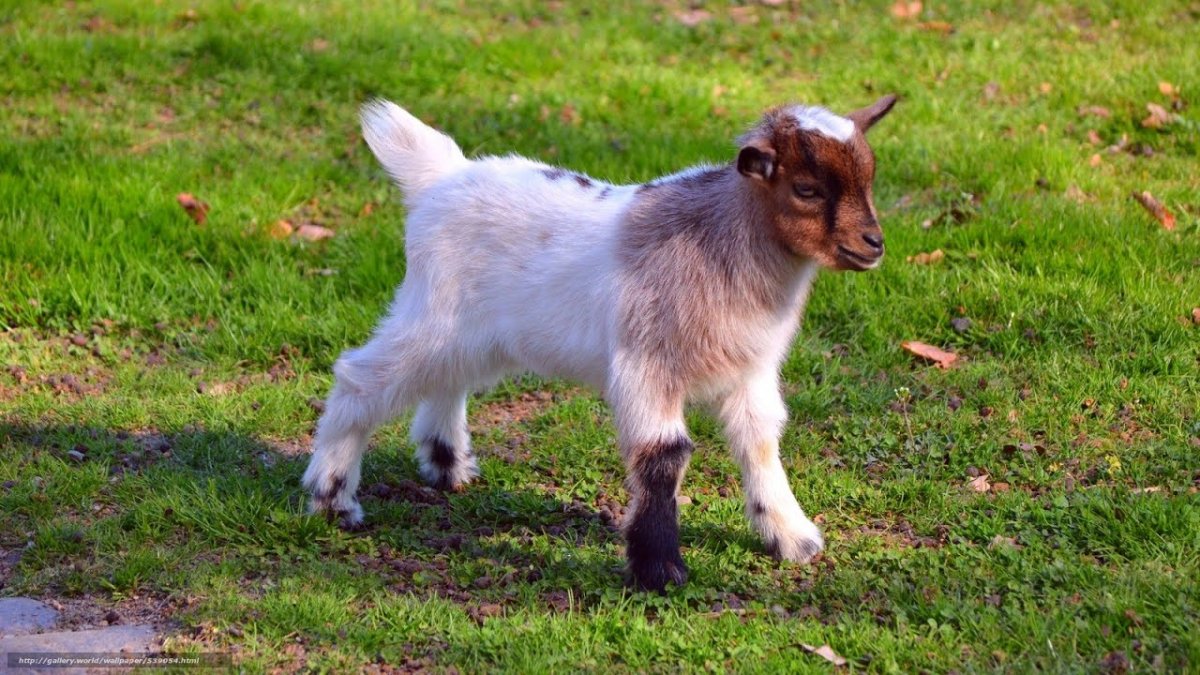 Милая козочка