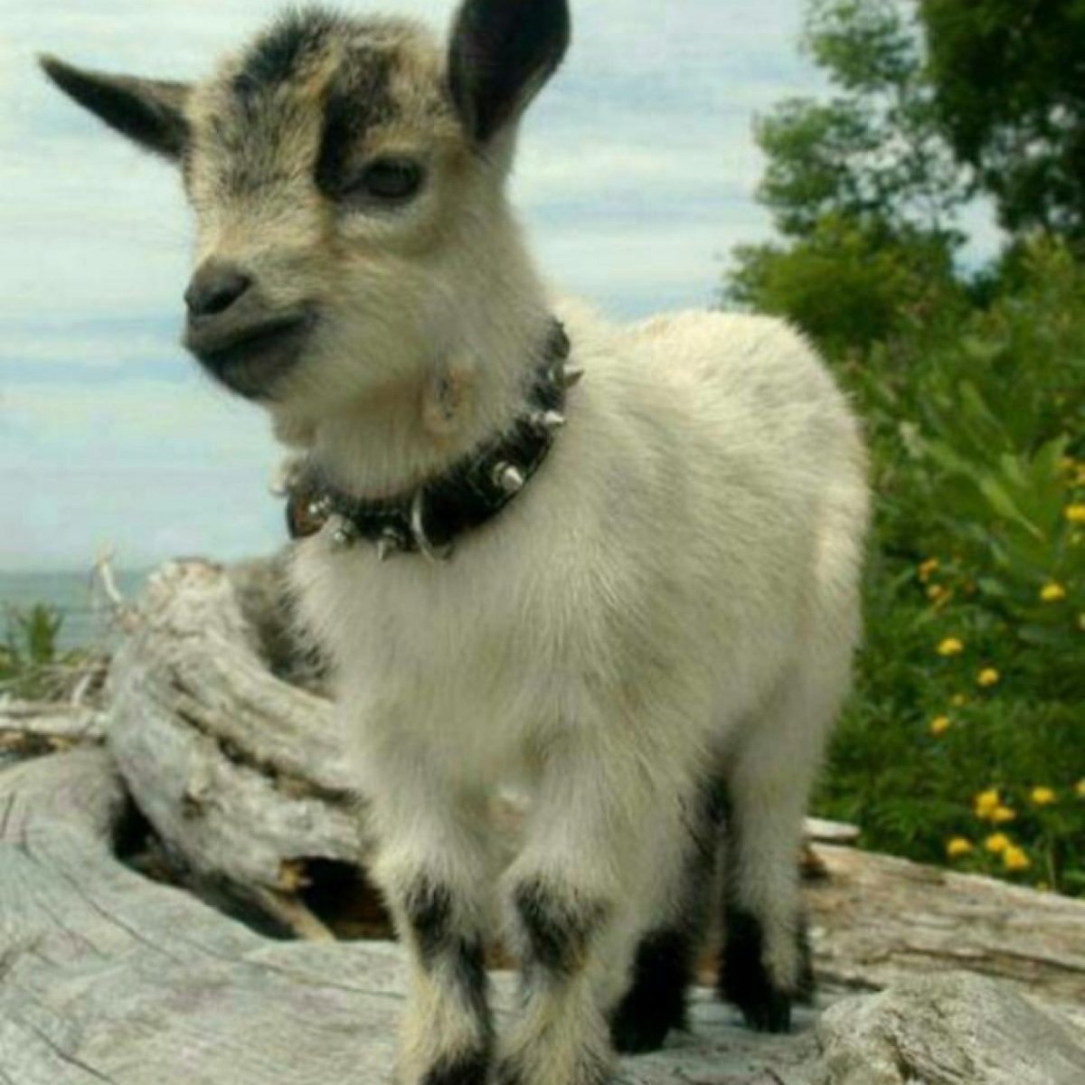 Козлик (мини)