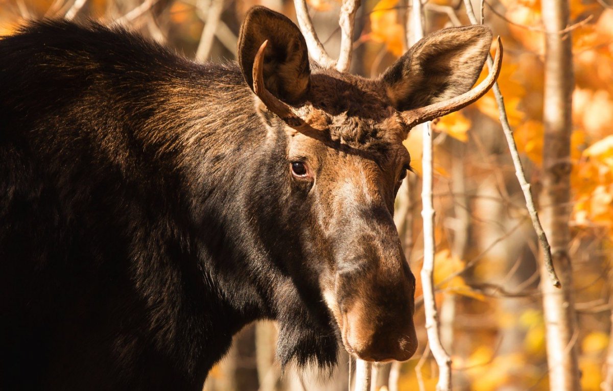 Лось осенью