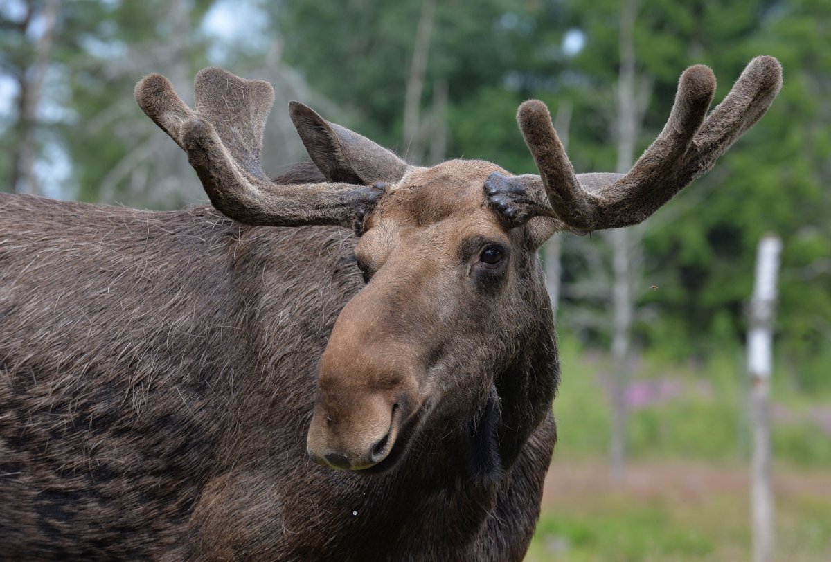 Западно Сибирский Лось