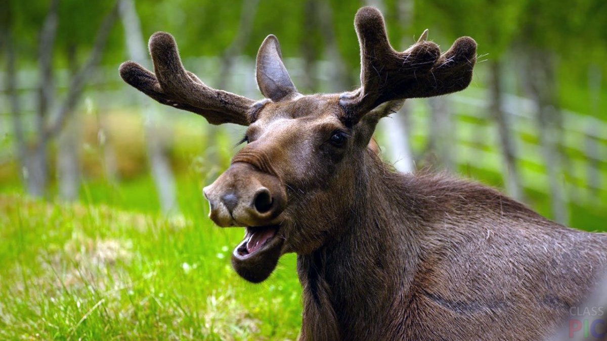 Канадский Лось