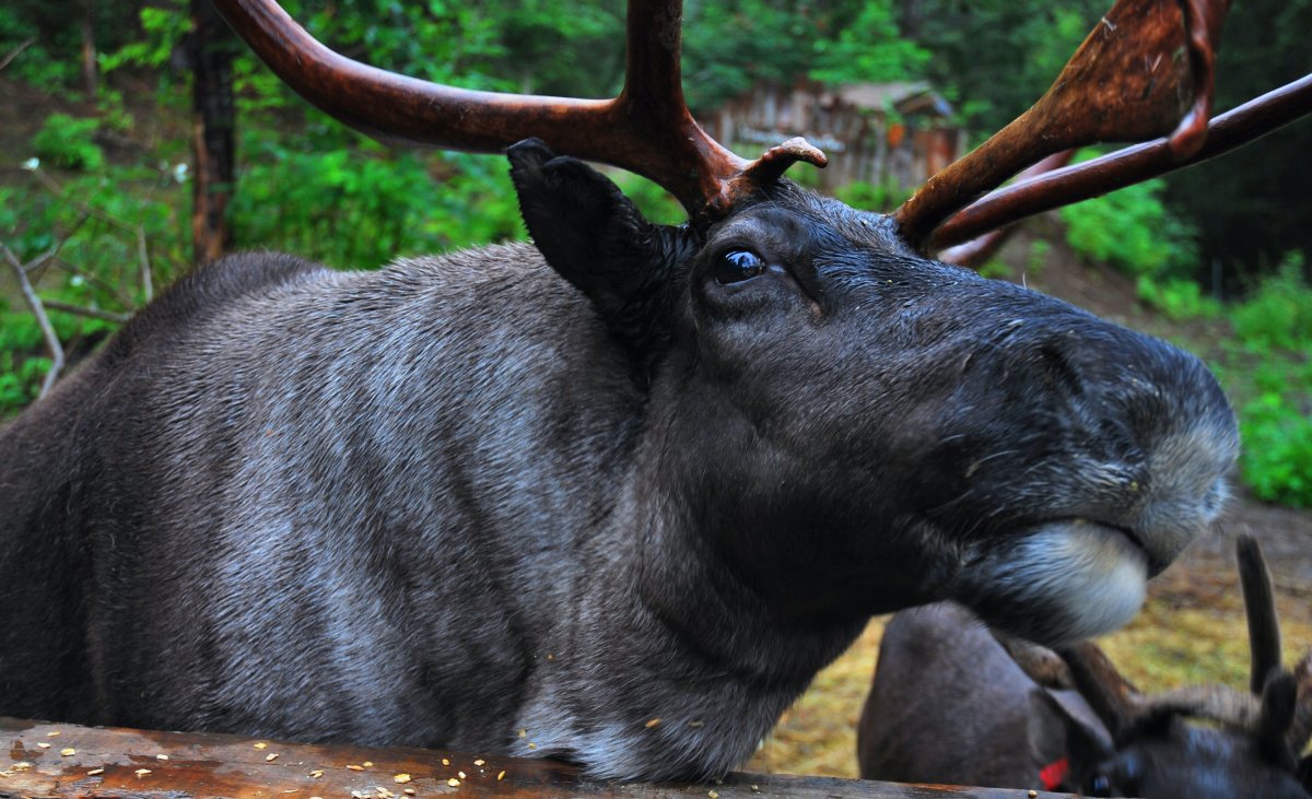 Лось фото крупным планом