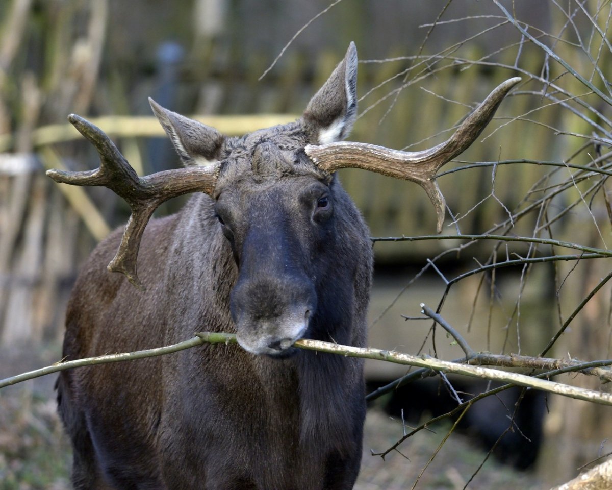 Карелия Лось на ветке