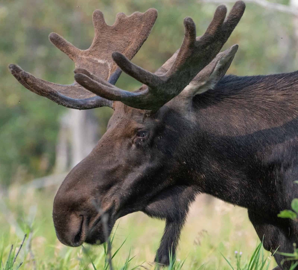 Восточносибирский Лось