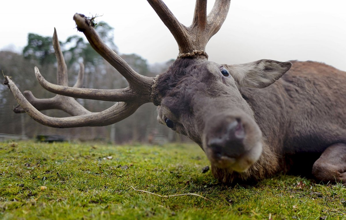 Кавказский Лось