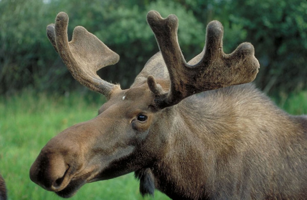 Лось Канада