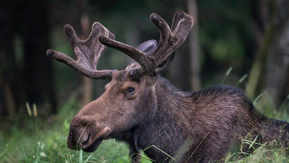 Аляскинский Лось размер