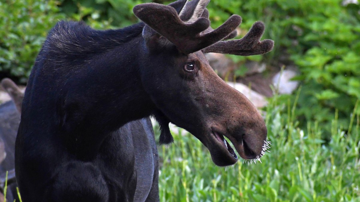 Молодой Лось