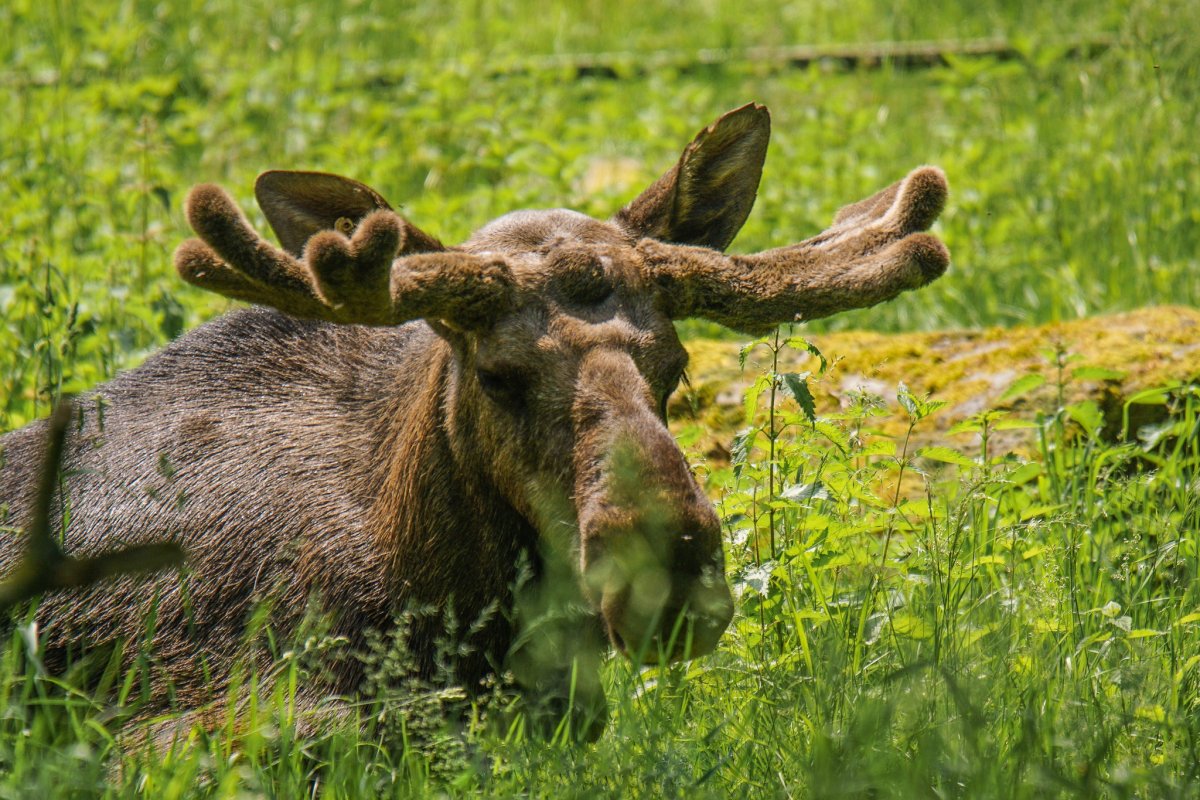 Лось Европейский