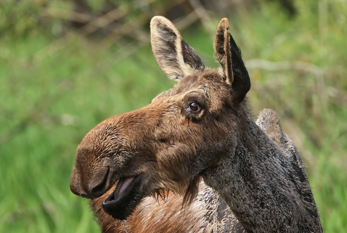 Молодой Лось