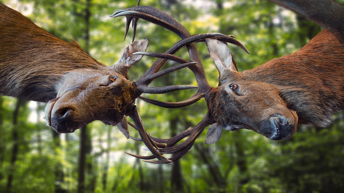 Морда оленя