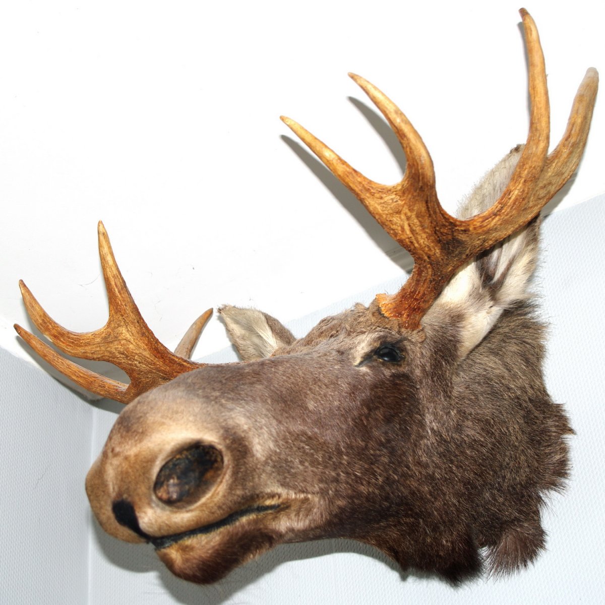 Голова лося