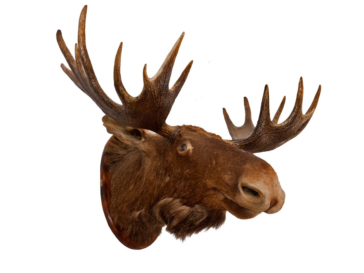 Чучело сохатого