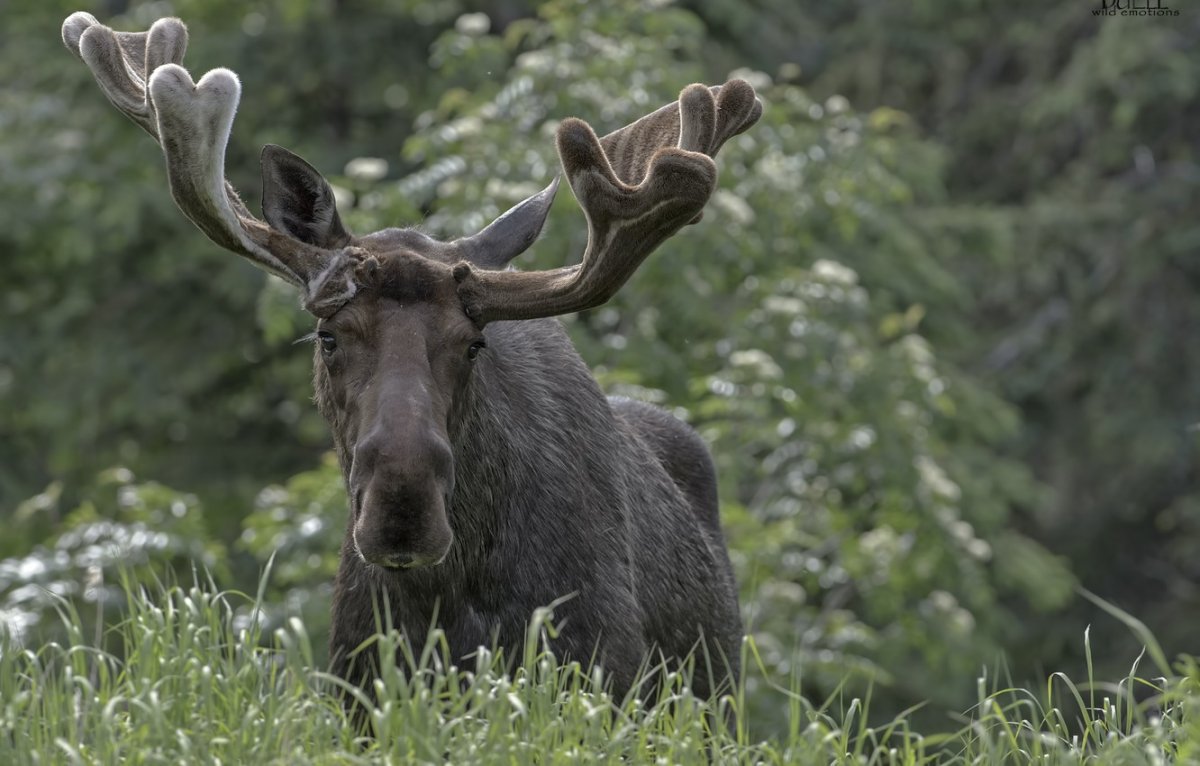 Лось на рабочий стол