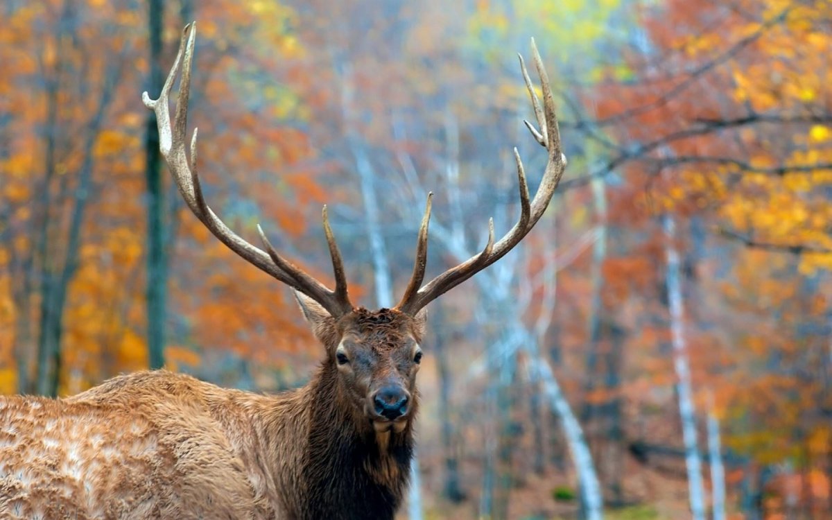 Лось в осеннем лесу