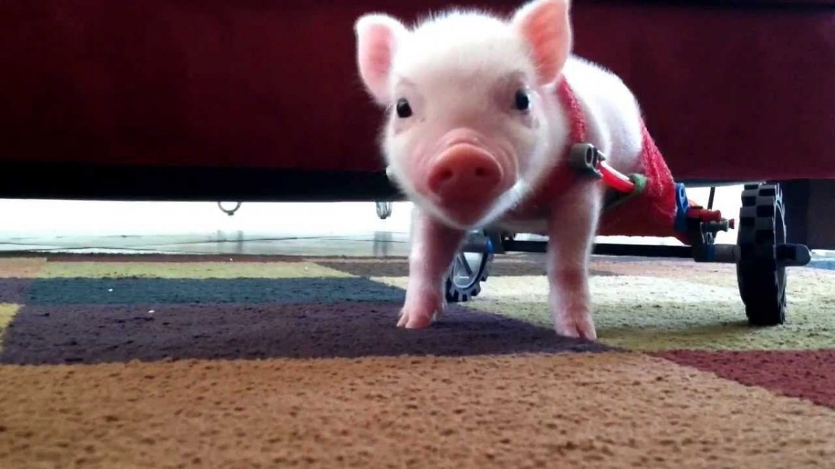 Маша и медведь 45 серия Запутанная история