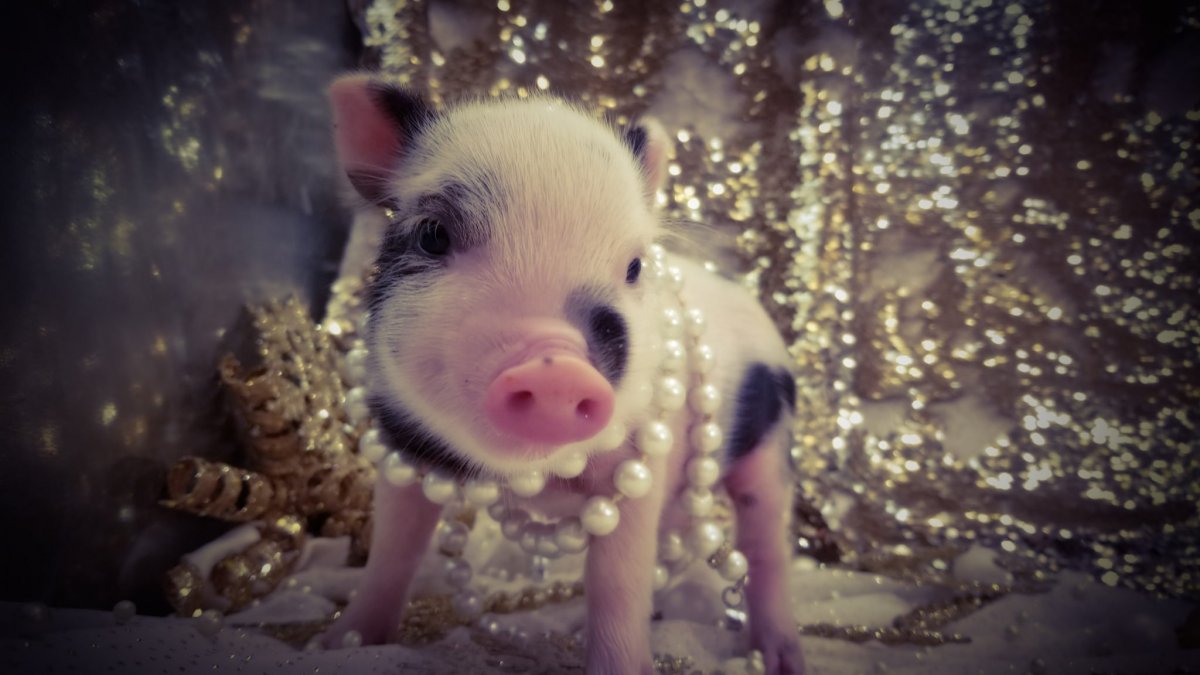 Мультики для детей Миша Маша