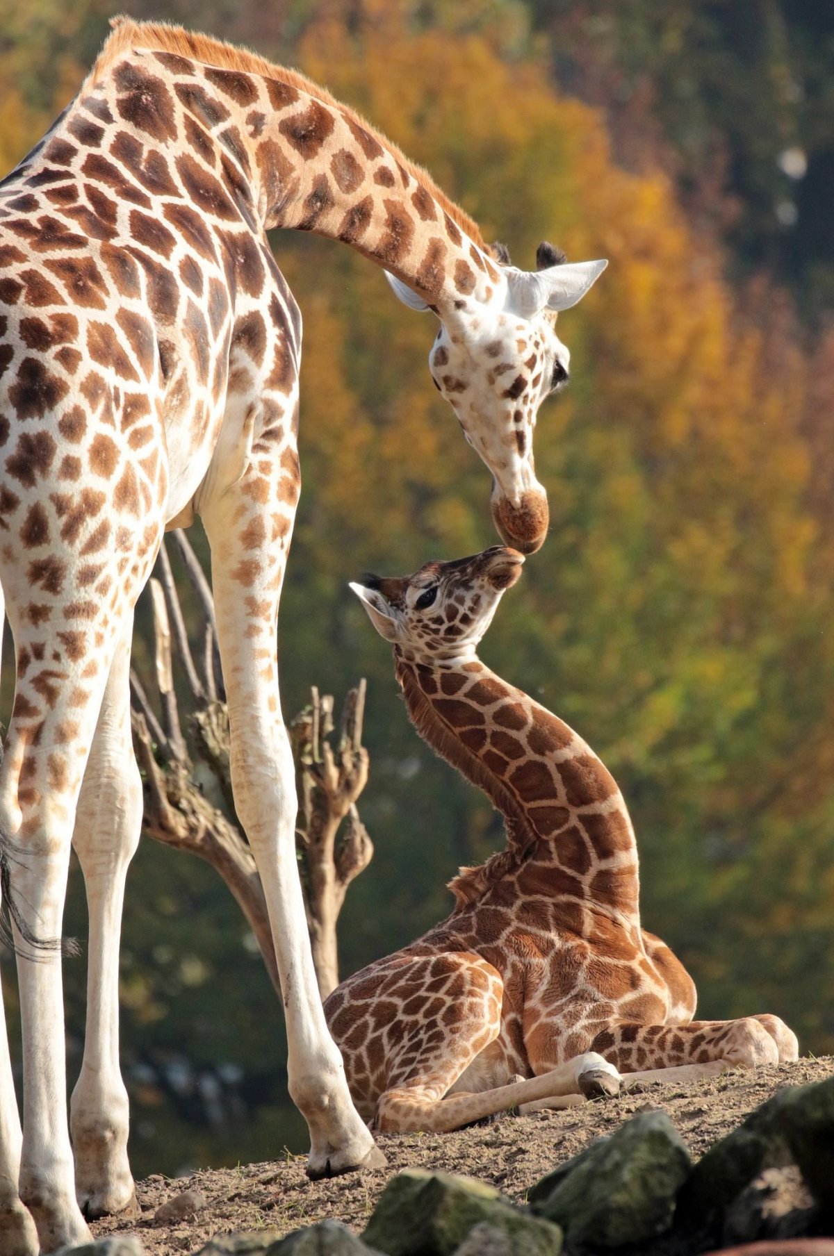 Жираф редкий