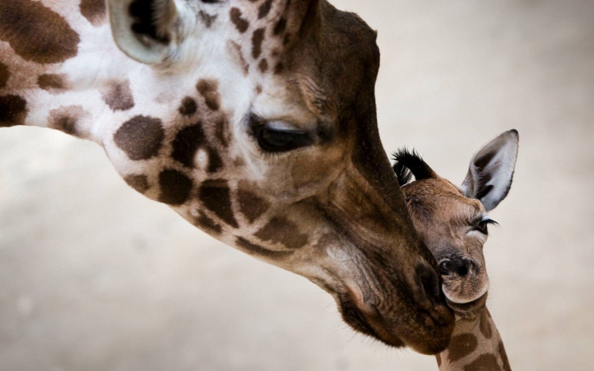 Мама Жираф и Жирафик