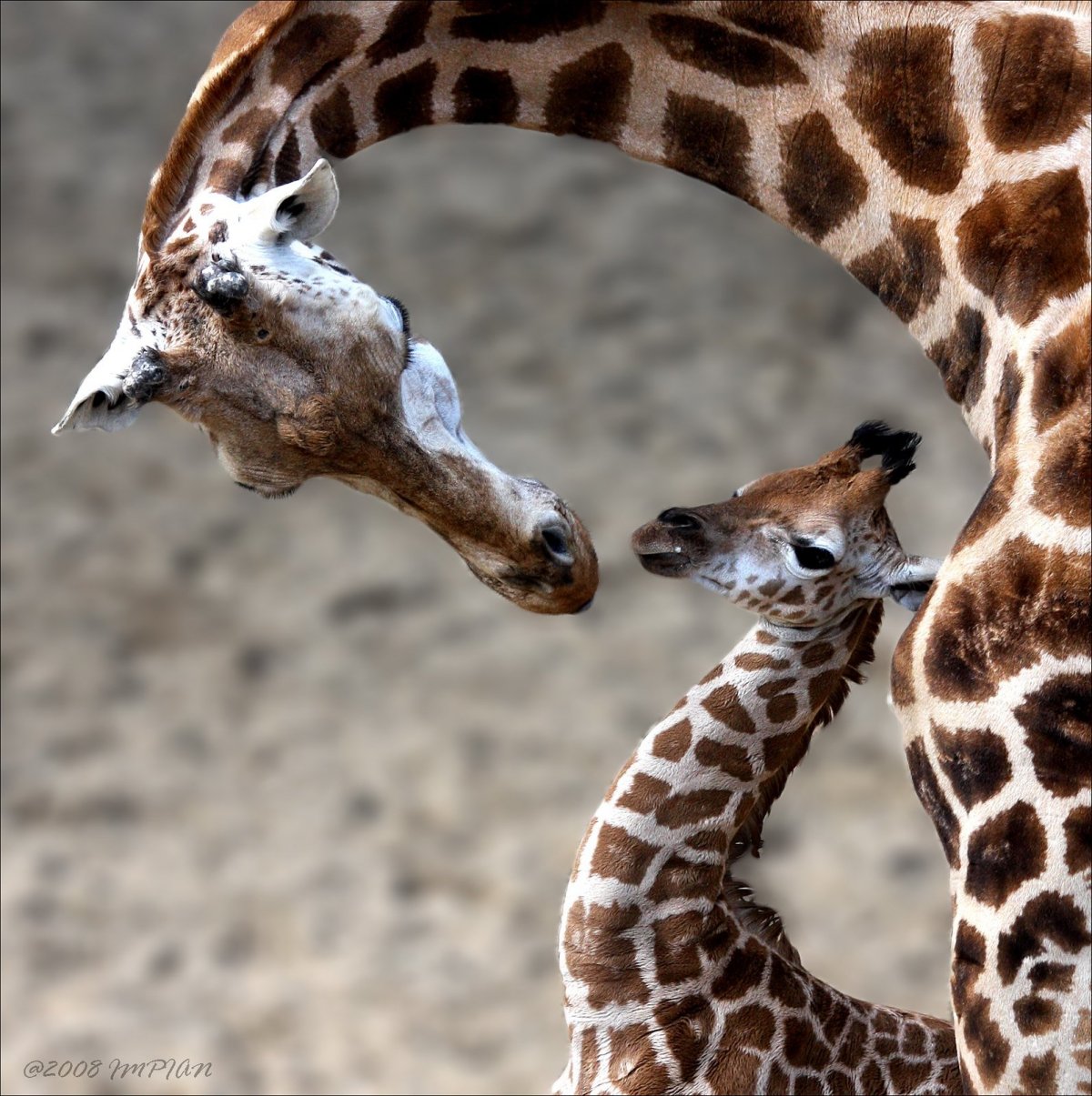 Самый красивый Жираф в мире