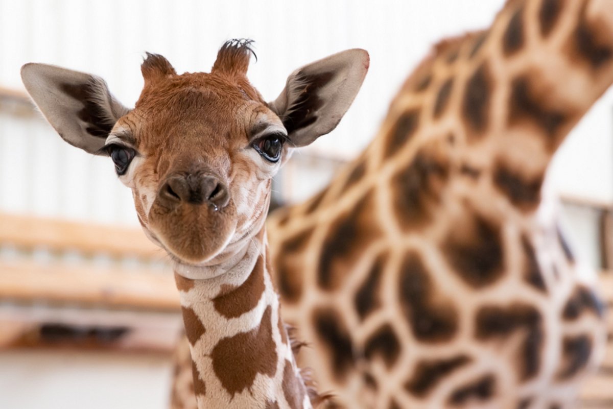 Серьезный Жираф