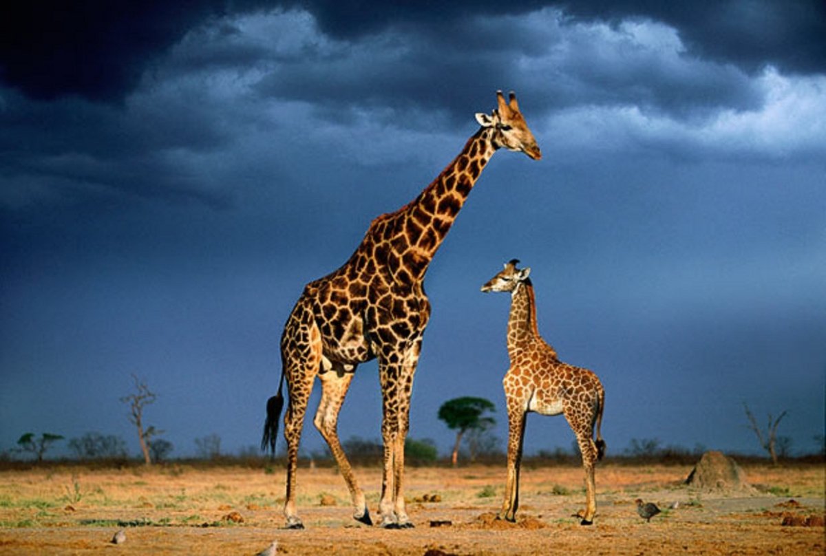 Жираф жирафиха Жирафенок