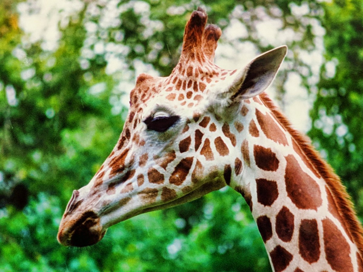 Жираф сбоку