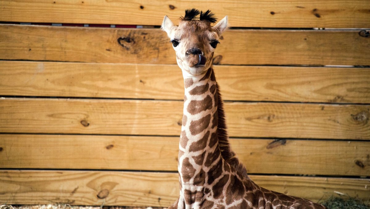 Клички Жирафов