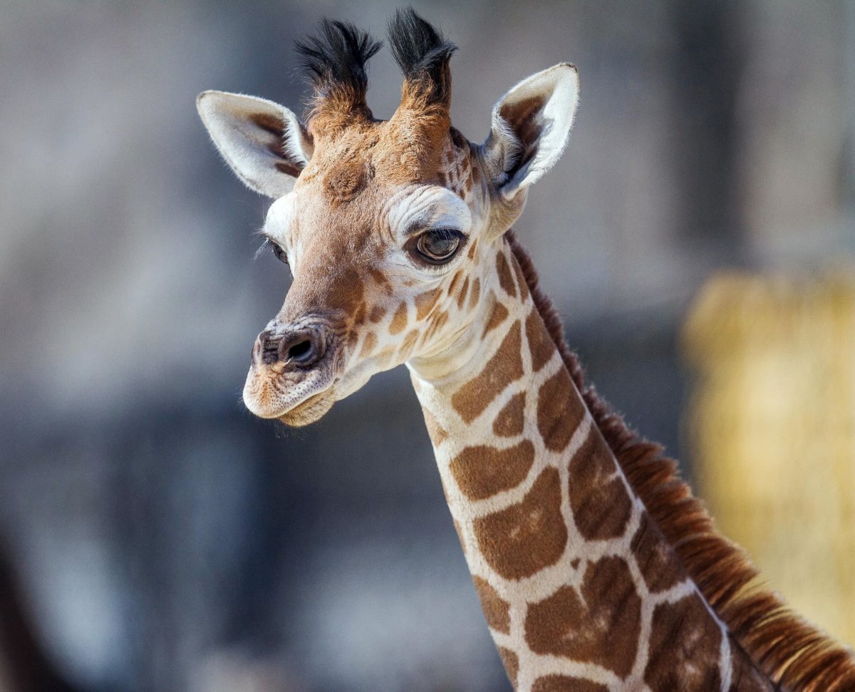 Детеныш жирафа